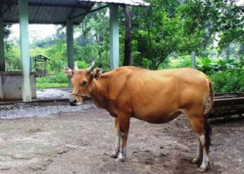 Pergub No 21 Tahun 2020 Larang Sapi dan Kerbau Betina Produktif Dipotong