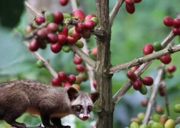 Samsun Minta Pemprov Kembangkan Potensi Kopi Luwak di Desa Perangat Baru