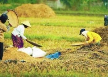 Tomo Ajak Pj Gubernur ke Wilayah Utara Kaltim Meninjau Potensi Pertanian