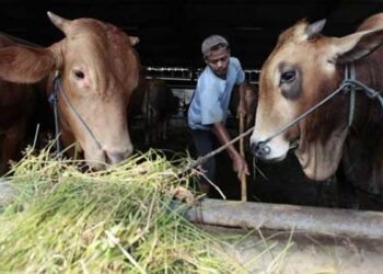 Dewan Kaltim Usulkan Sinkronisasi Pemetaan Kawasan Peternakan Provinsi dengan Kabupaten Kota