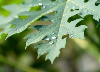 Ini Sederet Khasiat Daun Gedi bagi Tubuh