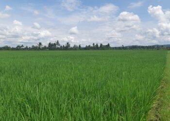 Infrastruktur Pertanian di Kukar Perlu Diperkuat untuk Swasembada Pangan Kaltim