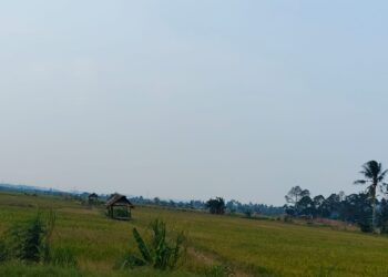 Distanak Kukar Gerak Cepat Tangani Dampak Kekeringan pada Lahan Pertanian