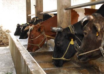 Distanak Kukar Catat Distribusi Sapi Keluar-Masuk Daerah 