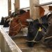 Distanak Kukar Catat Distribusi Sapi Keluar-Masuk Daerah 