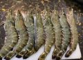 Udang Windu Kukar Tembus Pasar Amerika dan Eropa