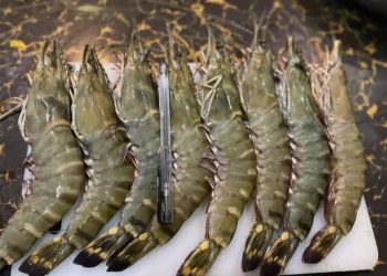 Udang Windu Kukar Tembus Pasar Amerika dan Eropa